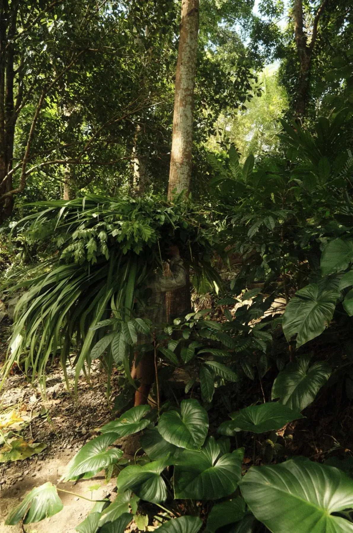 Maaike, a Sidemen series, image 10